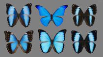 <h2>Fly Air France</h2>

<p>I know of four ways to catch a <i>Morpho</i>.</p>

<p>If you are very very quick, you can net one on the fly. They are not very fast fliers, but the large wing area and the small body mass make them very maneuverable. Their turn radius or stopping distance are a fraction of their wing span. Snatching one out of thin air is very hard. A <i>Morpho</i> flying in the twilight of the rain forest is just random flashes of blue lightning. In-between those flashes the butterfly seems to disappear due to the dark camouflage on the wing underside. I have been swinging the net for 45 years, and my chances are worse than 10% per encounter. Still, sometimes it does work and this is how <i>M. menelaus occidentalis</i>, male  (bottom center) was taken in Peru.</p>

<p>If you are very lucky, you can find one perching on a tree late in the afternoon or early in the morning. If your net is long enough to reach it, you have a decent chance of catching it. That's how I got <i>M. deidamia deidamia</i>, French Guiana (top left) and <i>M. achilles phokylides</i>, Peru (bottom right).</p>

<p>If you are patient, you can catch a <i>Morpho</i> in a sweet bait trap. Those should be hung low, half a meter above ground. You won't have to wait too long. A lucky trap will bring a <i>Morpho</i> a day or more on average. Problem is, only a few <i>Morpho</i> species will enter a trap. These will: <i>M. menelaus menelaus</i>, female, French Guiana (bottom left) and <i>M. helenor theodorus</i>, Peru (top right).</p>

<p>If you want to have the most fun one can possibly have hunting a butterfly, use the fourth method. You need a shiny metallic-blue banner of a hue that exactly matches that of the butterfly. You will need different banners to catch different species.  Males patrol their territories. As soon as you see one, start waving the banner vigorously. He will take it for an intruder and ATTACK head on, flying straight into it. That's when you snatch him with the net that you are holding in your other hand! If you miss, no worries. Often the male will get so worked up, that he will come in for a repeat strike again and again. That's how I netted <i>M. rhetenor rhetenor</i> in French Guiana (top center).  They say that the lunch wrap foil at Air France is just the right color for <i>M. eugenia.</i> I flew Air Caraibes...</p>

<p>These butterflies are 12-15 cm in maximum wing span.</p>